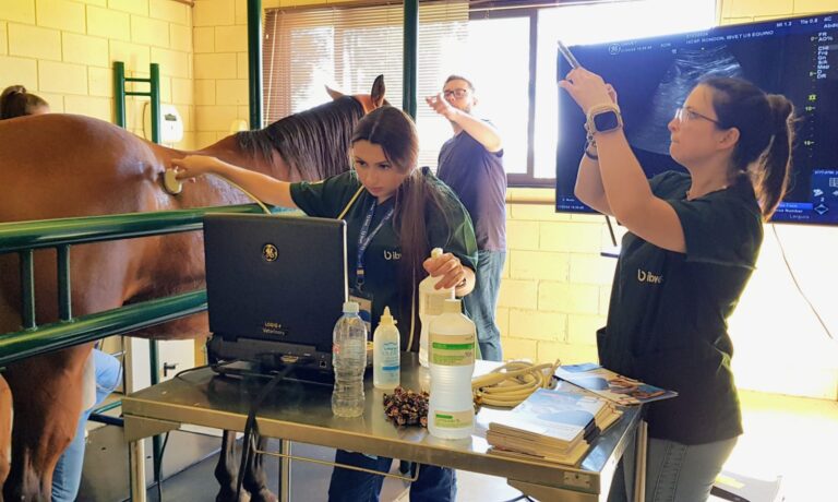 A ultrassonografia no diagnóstico e no tratamento das doenças renais veterinárias.